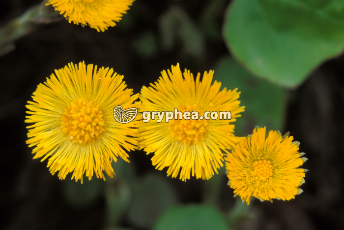 Tussilages (Tussilago farfara) - fleurs épanouies - gryphea.com